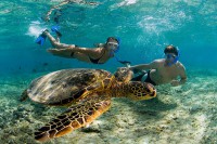 /album/tours-buggies/snorkling-turtle-zpsebh4ccul-jpg1/